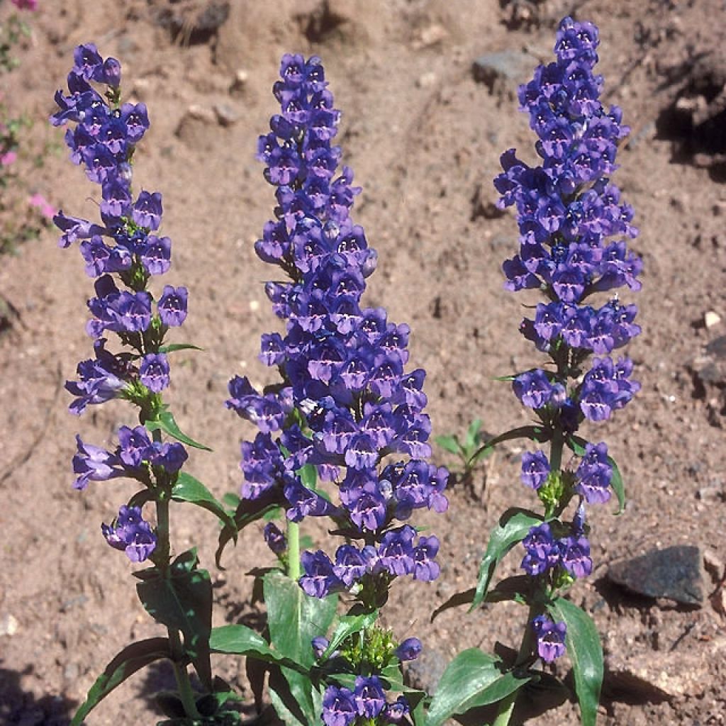 Penstemon glaber