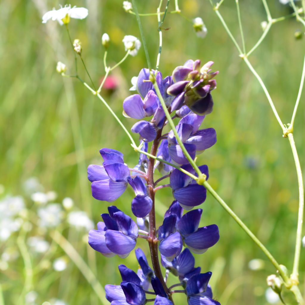 Penstemon glaber