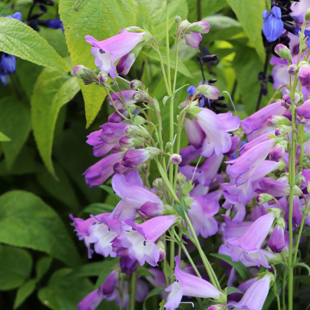 Penstemon Alice Hindley