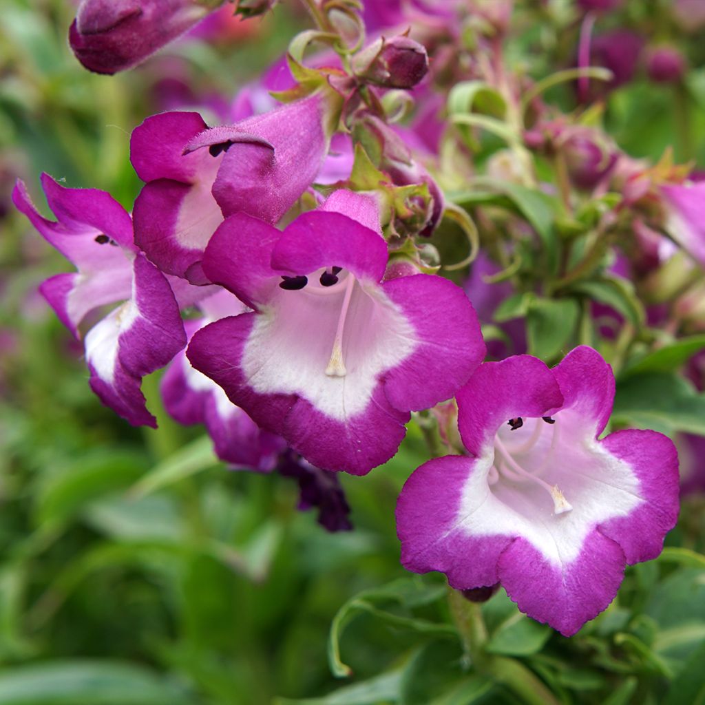 Penstemon hybride Countess of Dalkeith - Galane