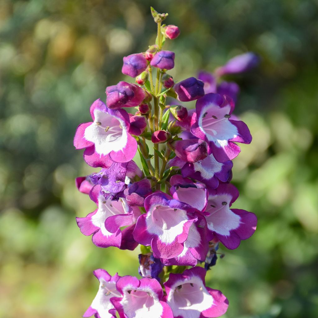 Penstemon hybride Countess of Dalkeith - Galane