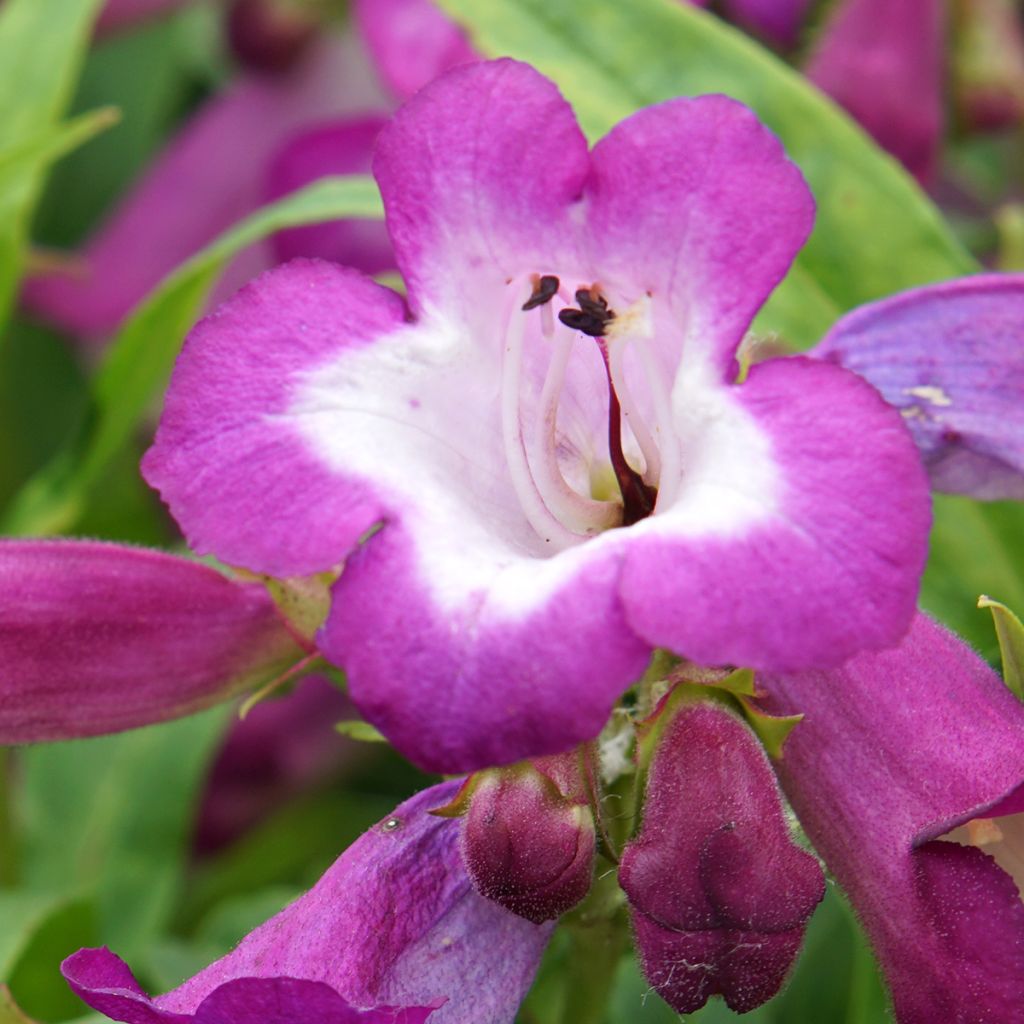 Penstemon hybride Countess of Dalkeith - Galane