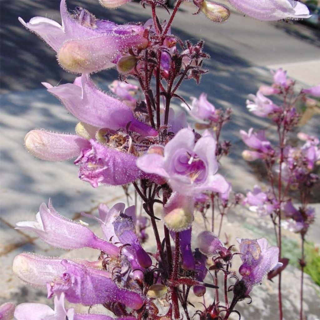 Penstemon digitalis Dark Towers