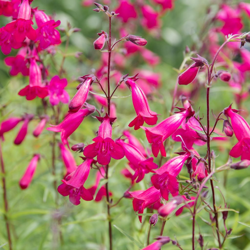 Penstemon Garnet