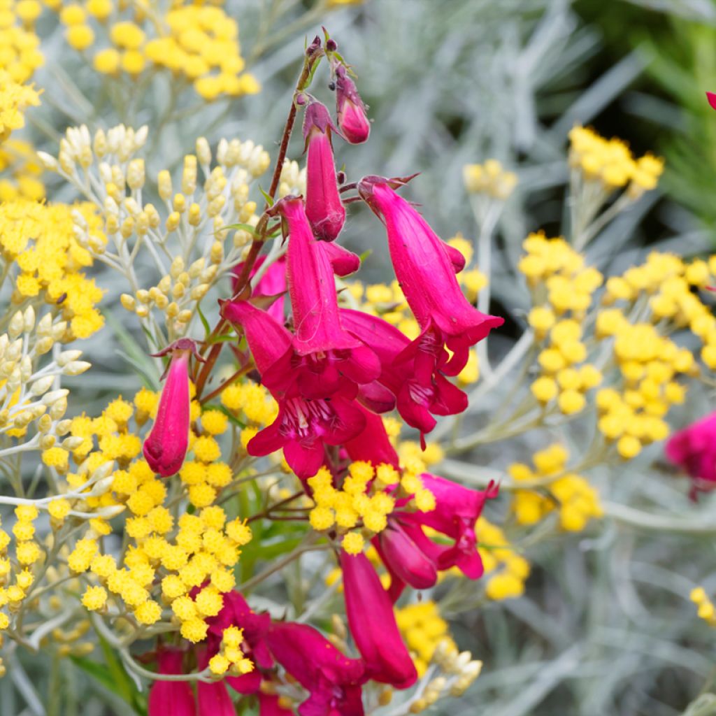 Penstemon Garnet