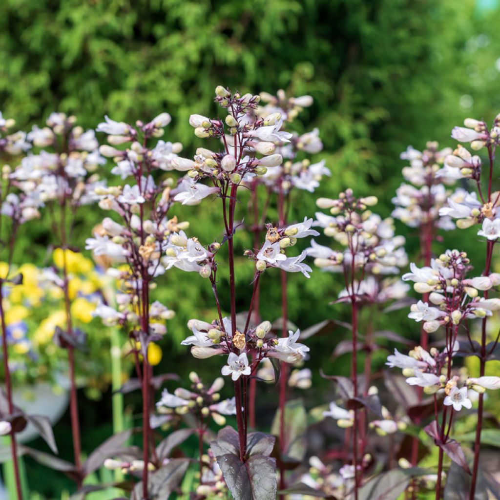 Penstemon digitalis Husker Red