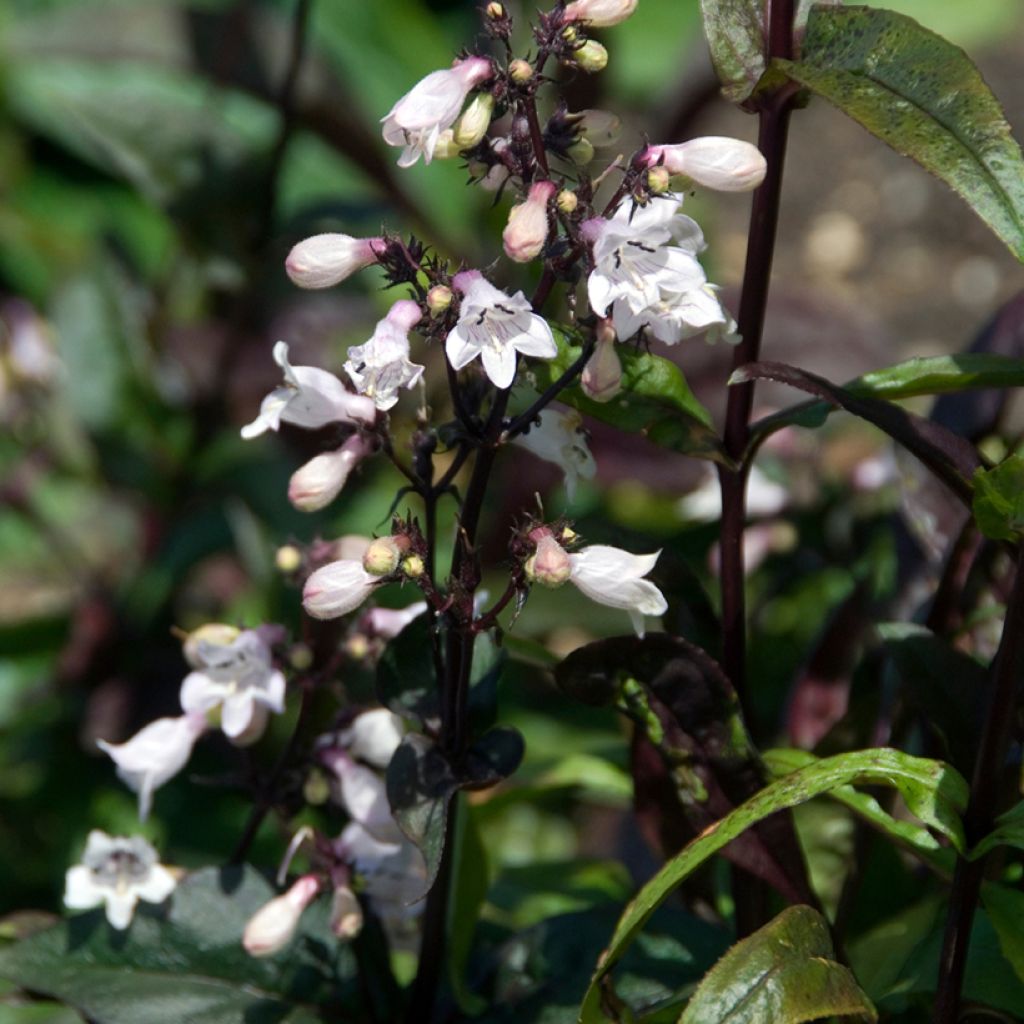 Penstemon digitalis Husker Red