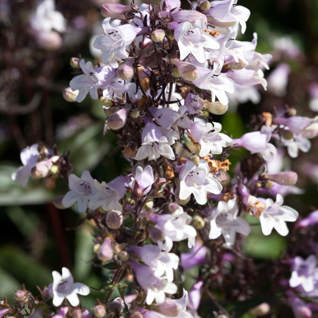 Penstemon digitalis Husker Red