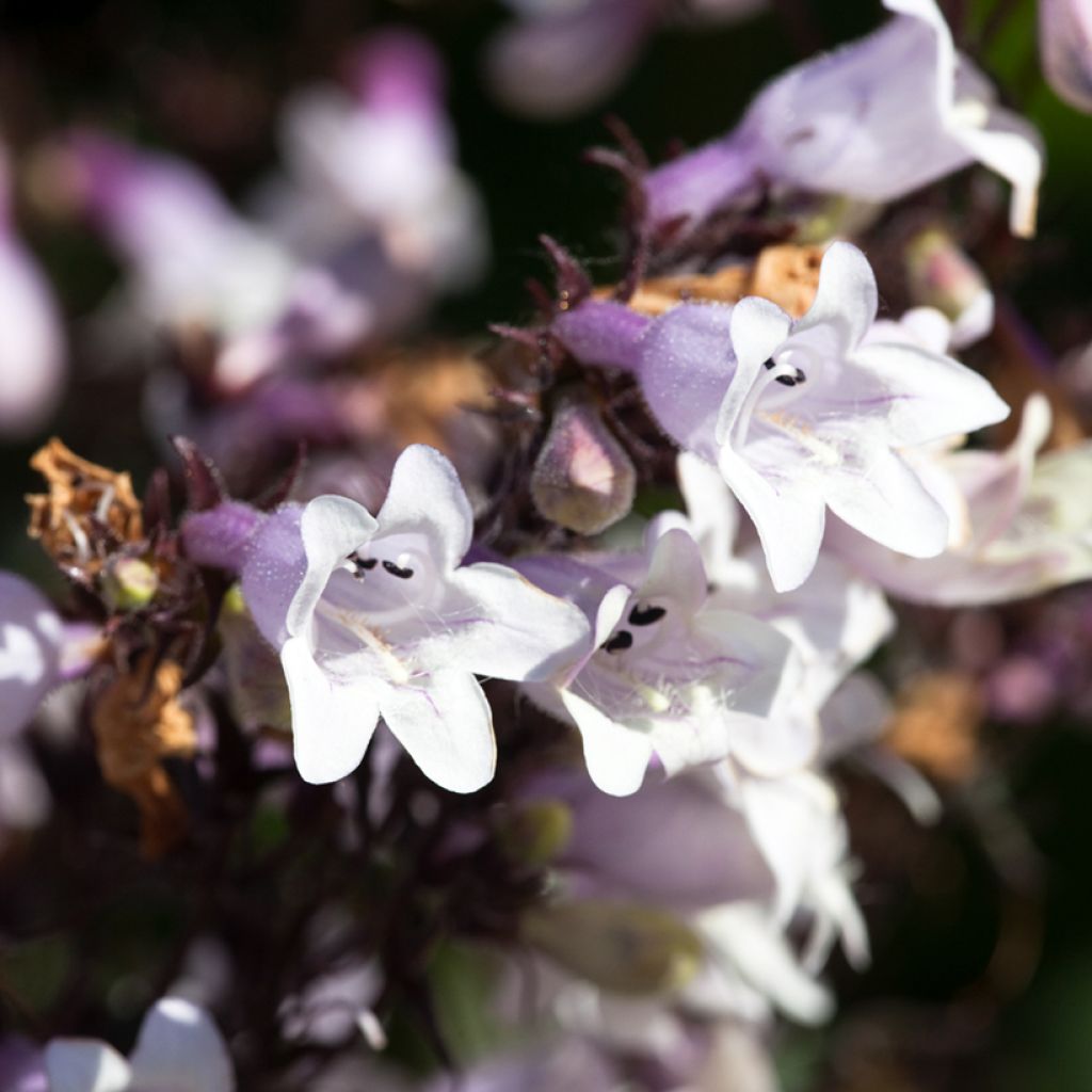 Penstemon digitalis Husker Red