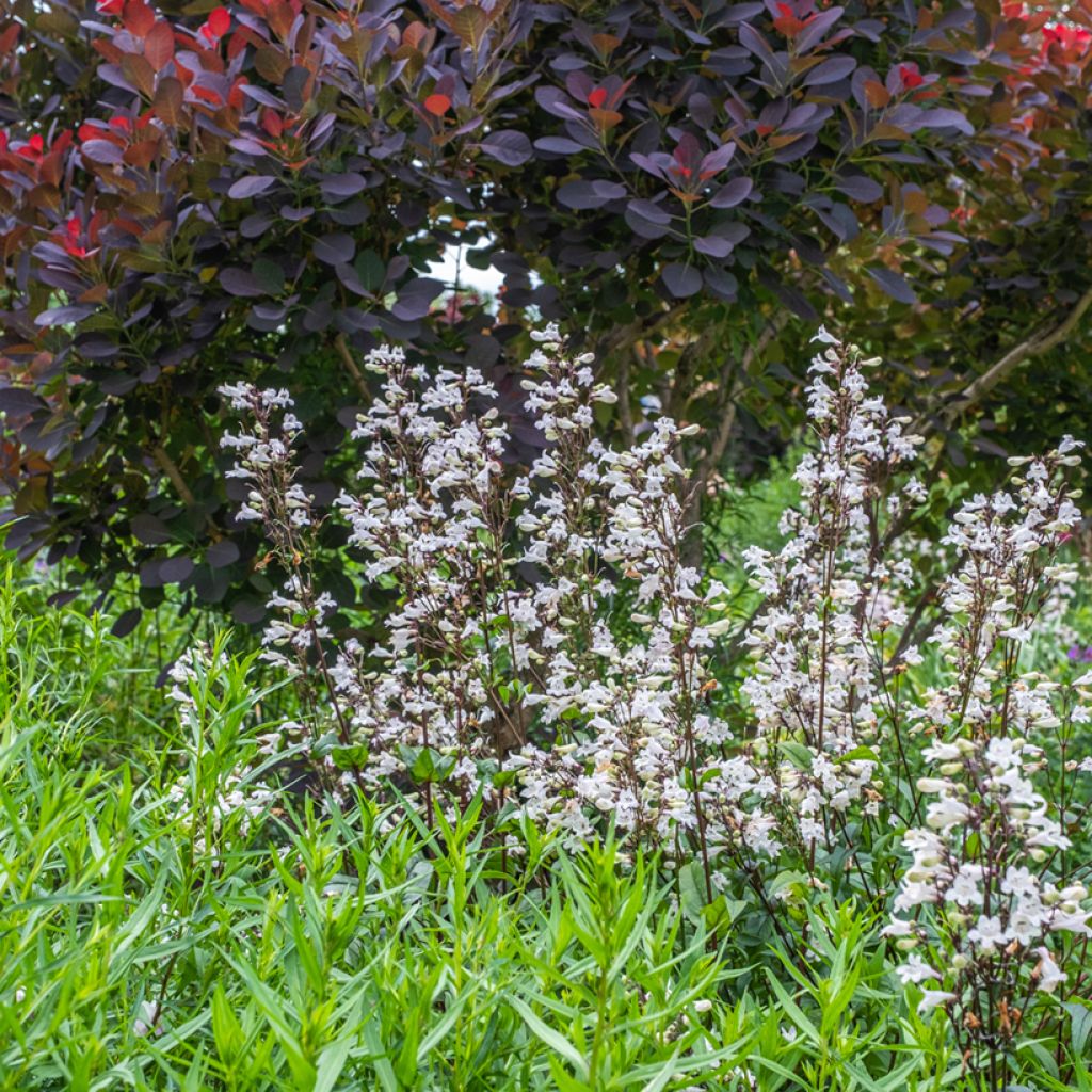 Penstemon digitalis Husker Red