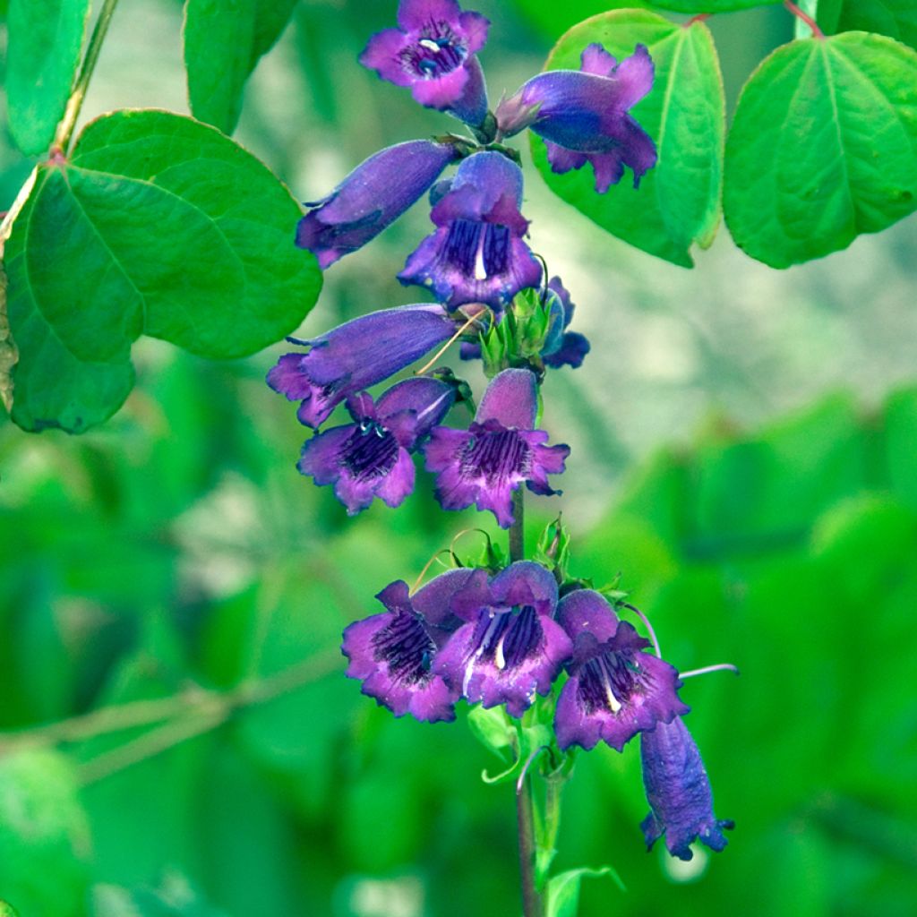 Penstemon Midnight