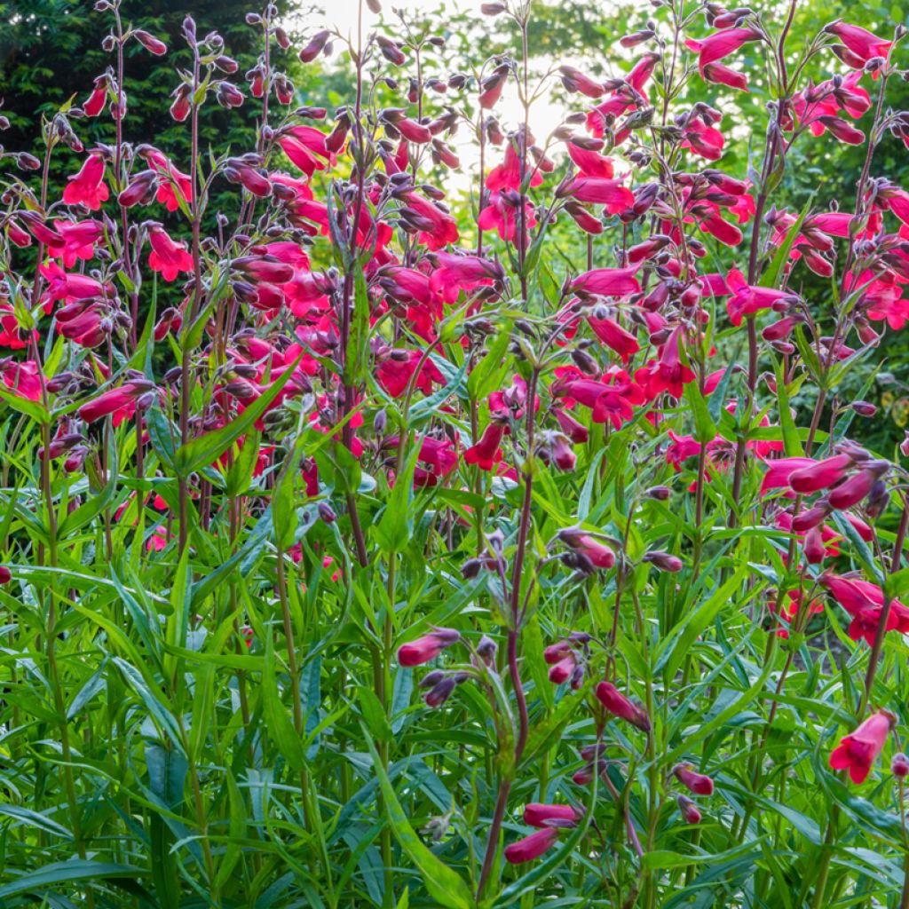 Penstemon Schoenholzeri