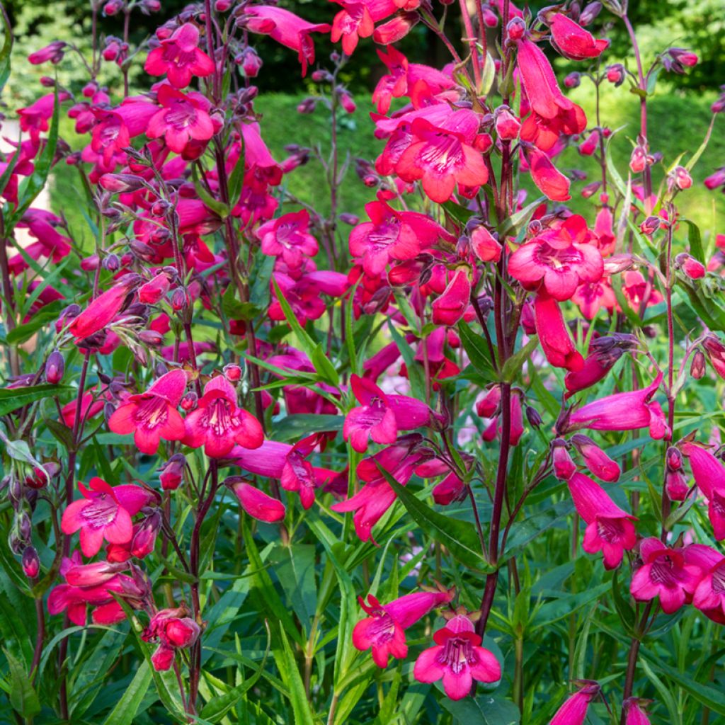 Penstemon Schoenholzeri