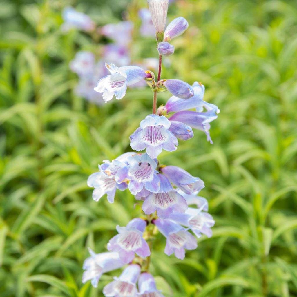 Penstemon Sour Grapes