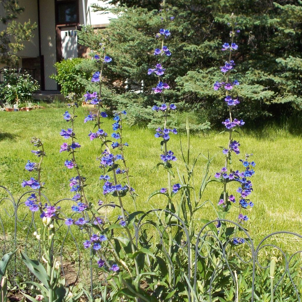 Penstemon mensarum