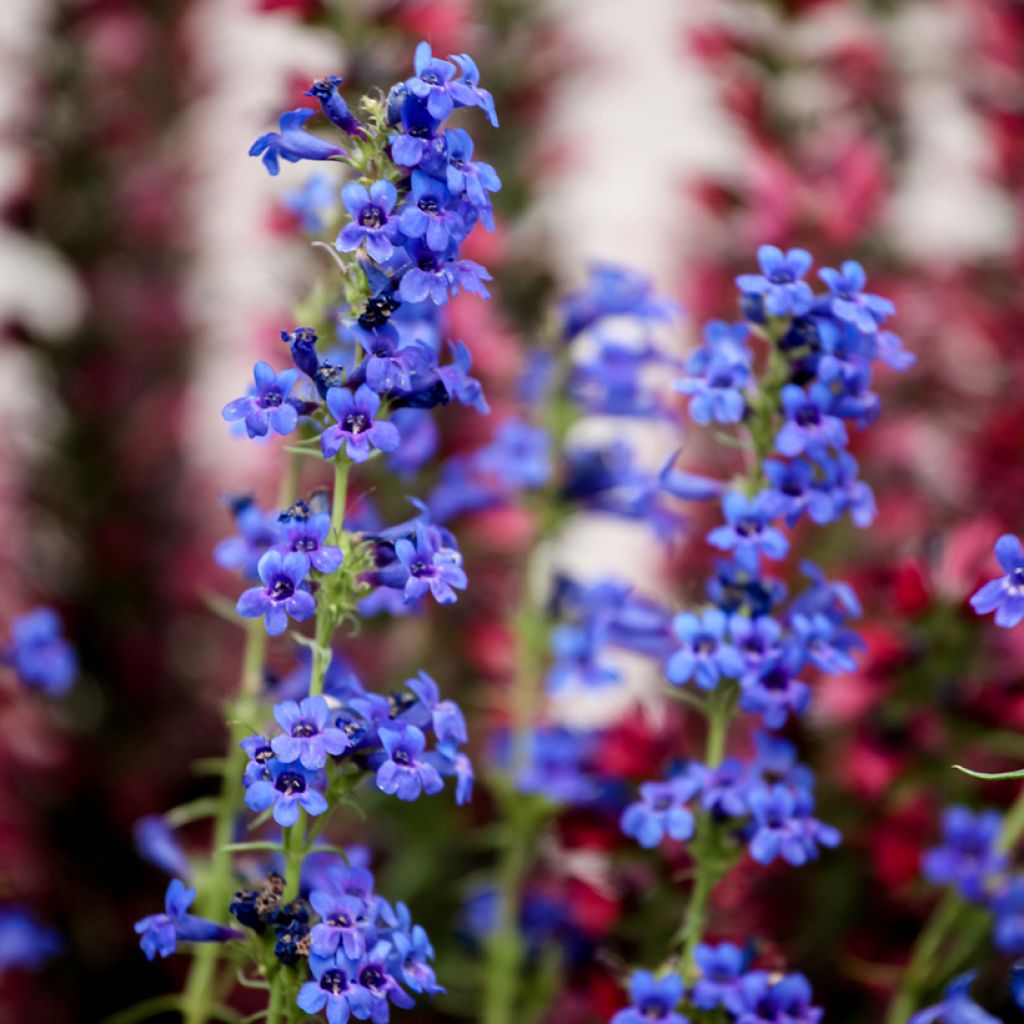 Penstemon mensarum