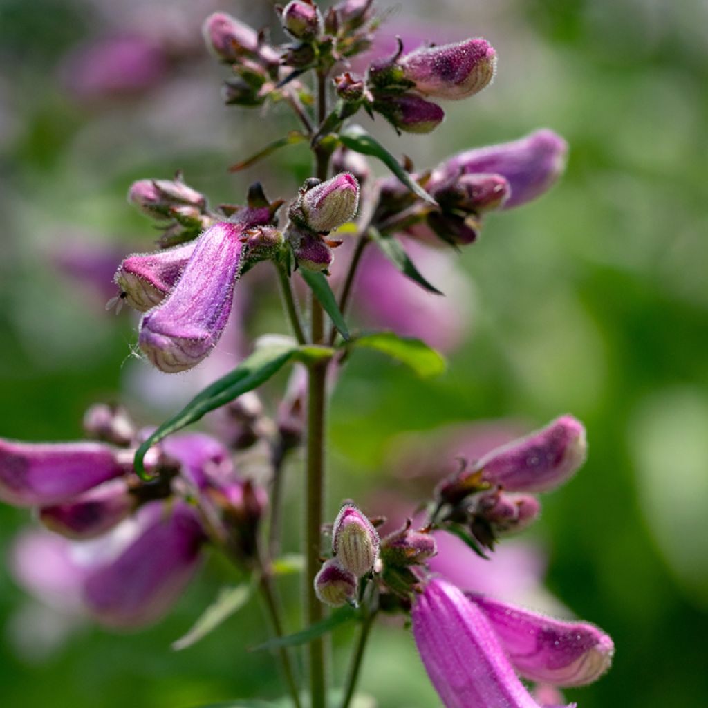 Penstemon smallii