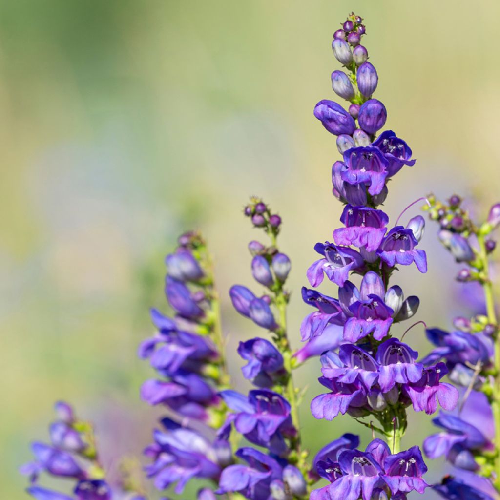 Penstemon strictus