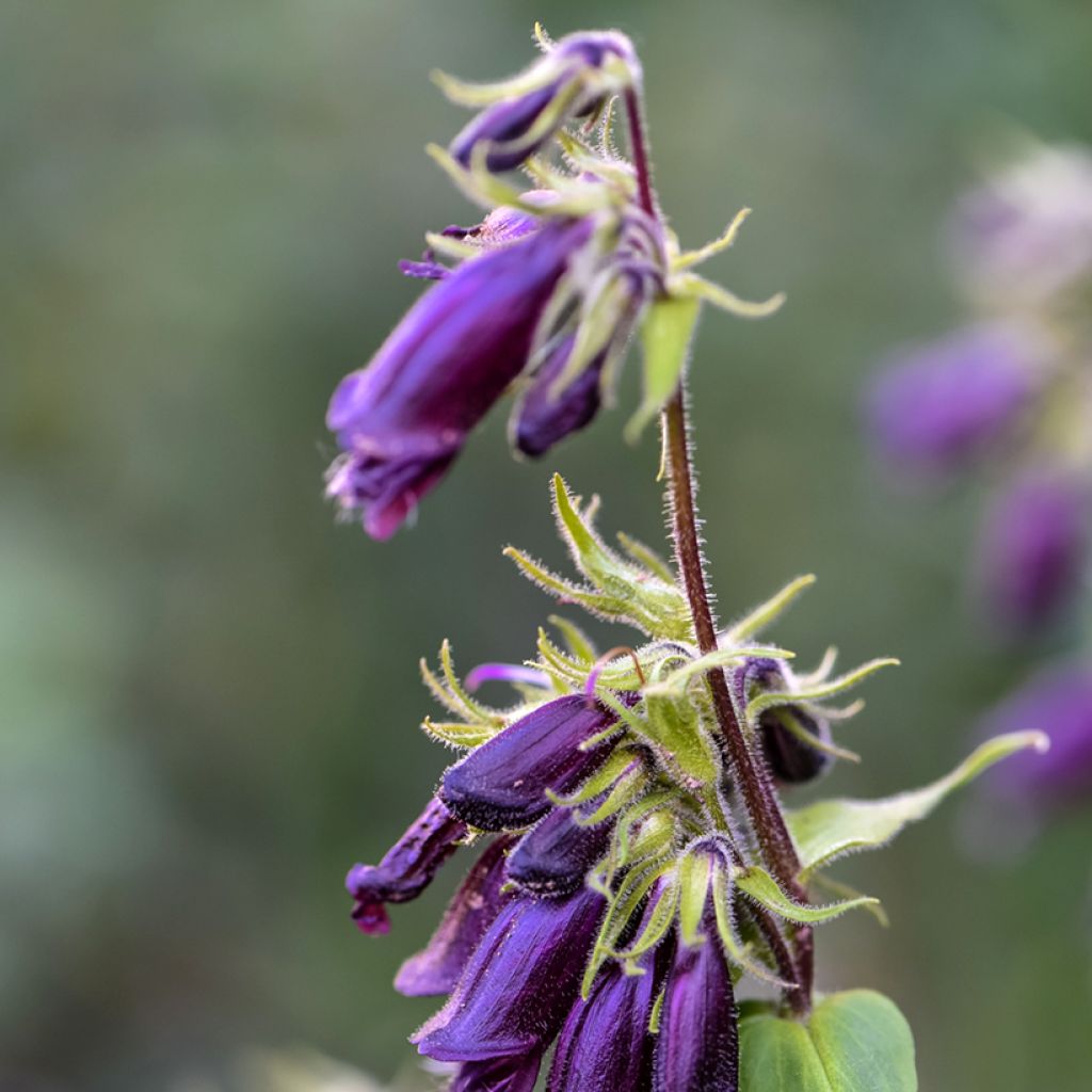 Penstemon strictus