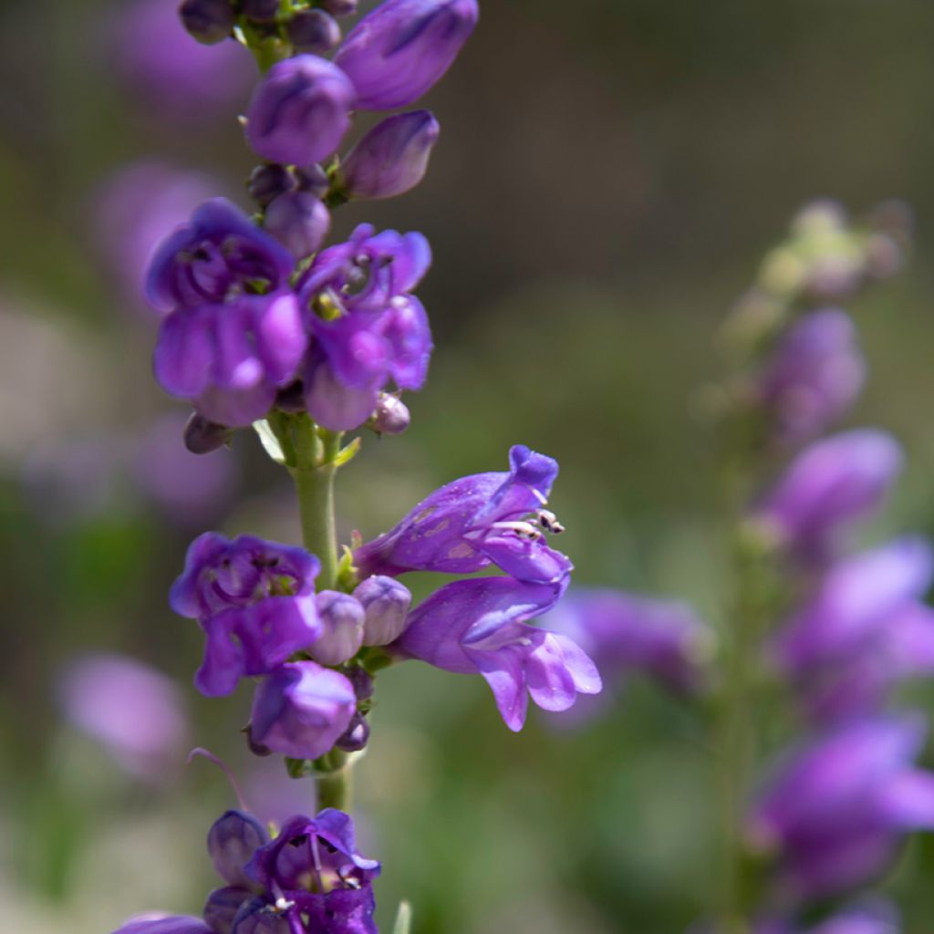 Penstemon strictus