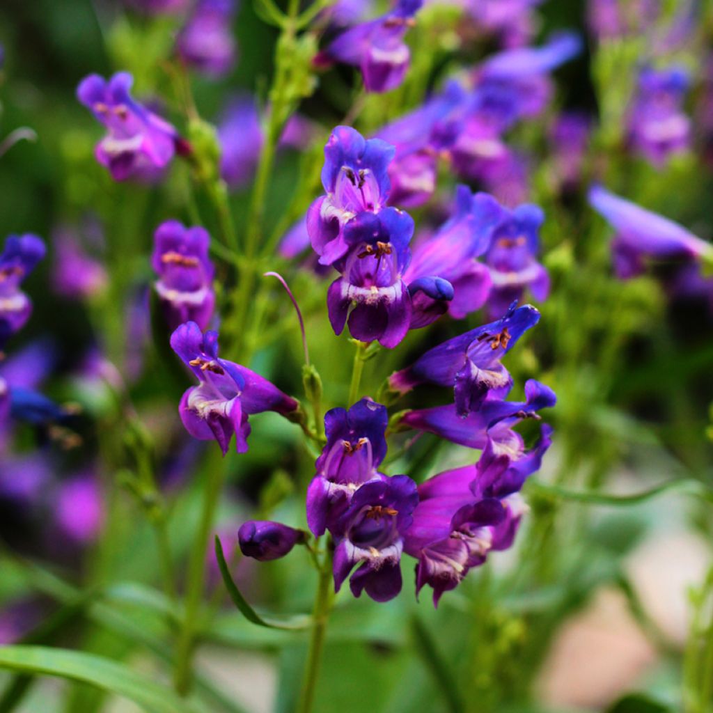 Penstemon strictus