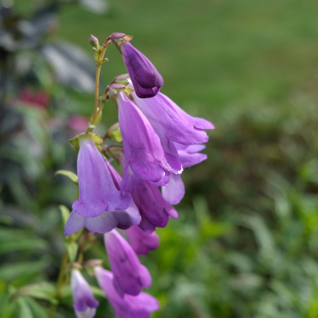 Penstemon x mexicali Sweet Joanne - Galane hybride