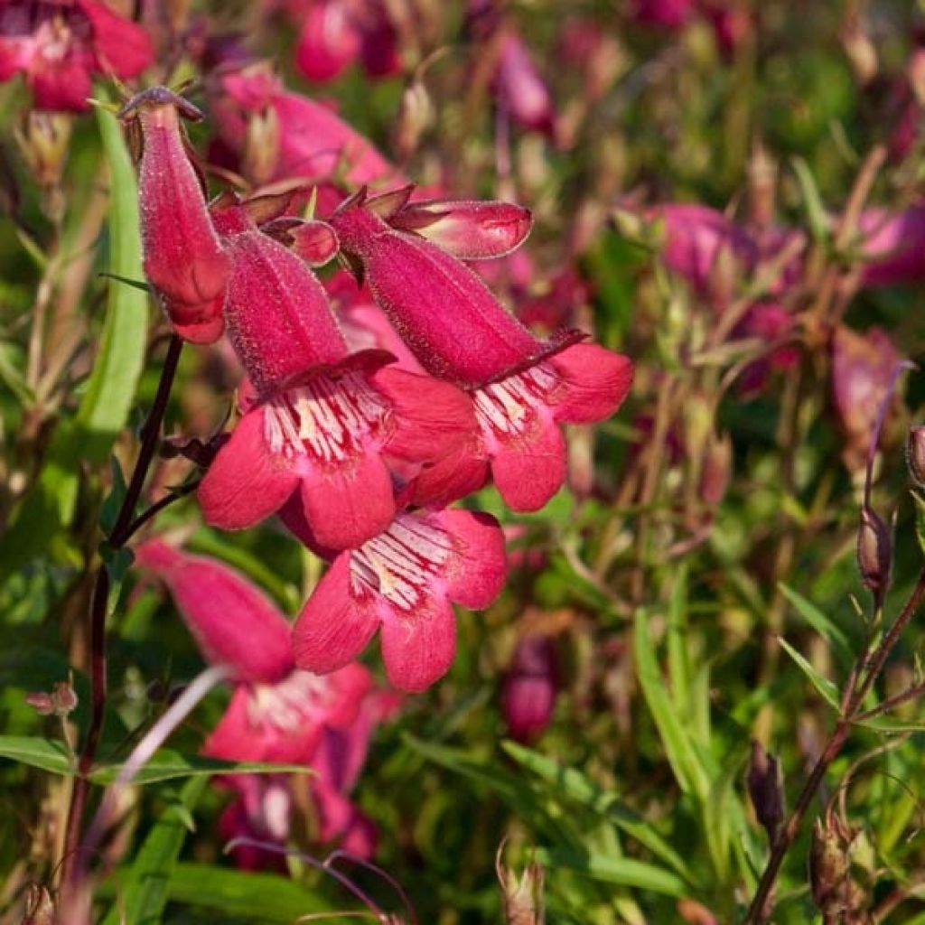 Penstemon Garnet