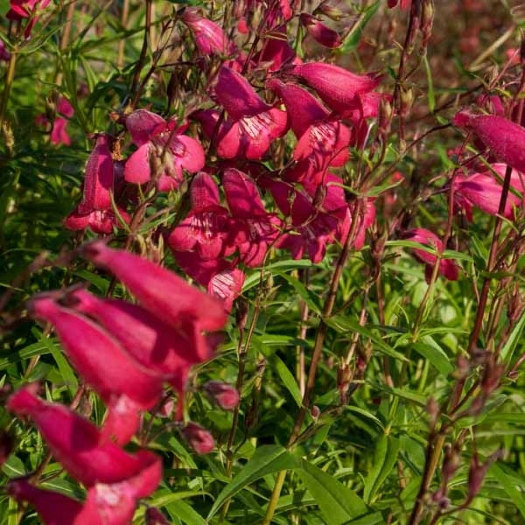 Penstemon Garnet