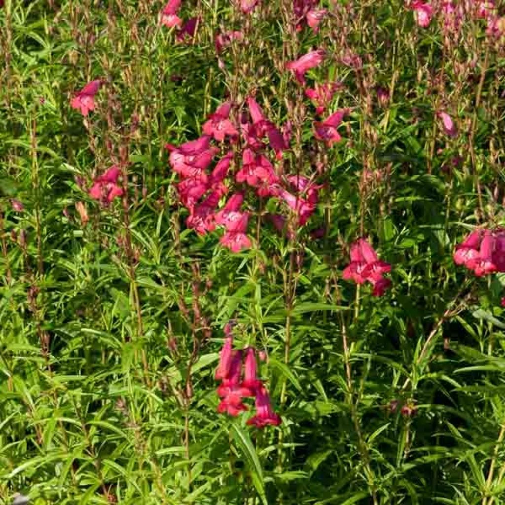 Penstemon Garnet