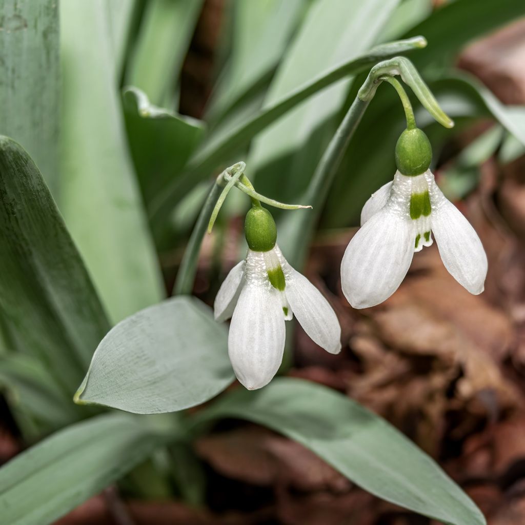 Perce-neige - Galanthus elwesii