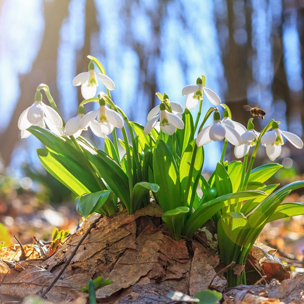 Perce-neige - Galanthus elwesii