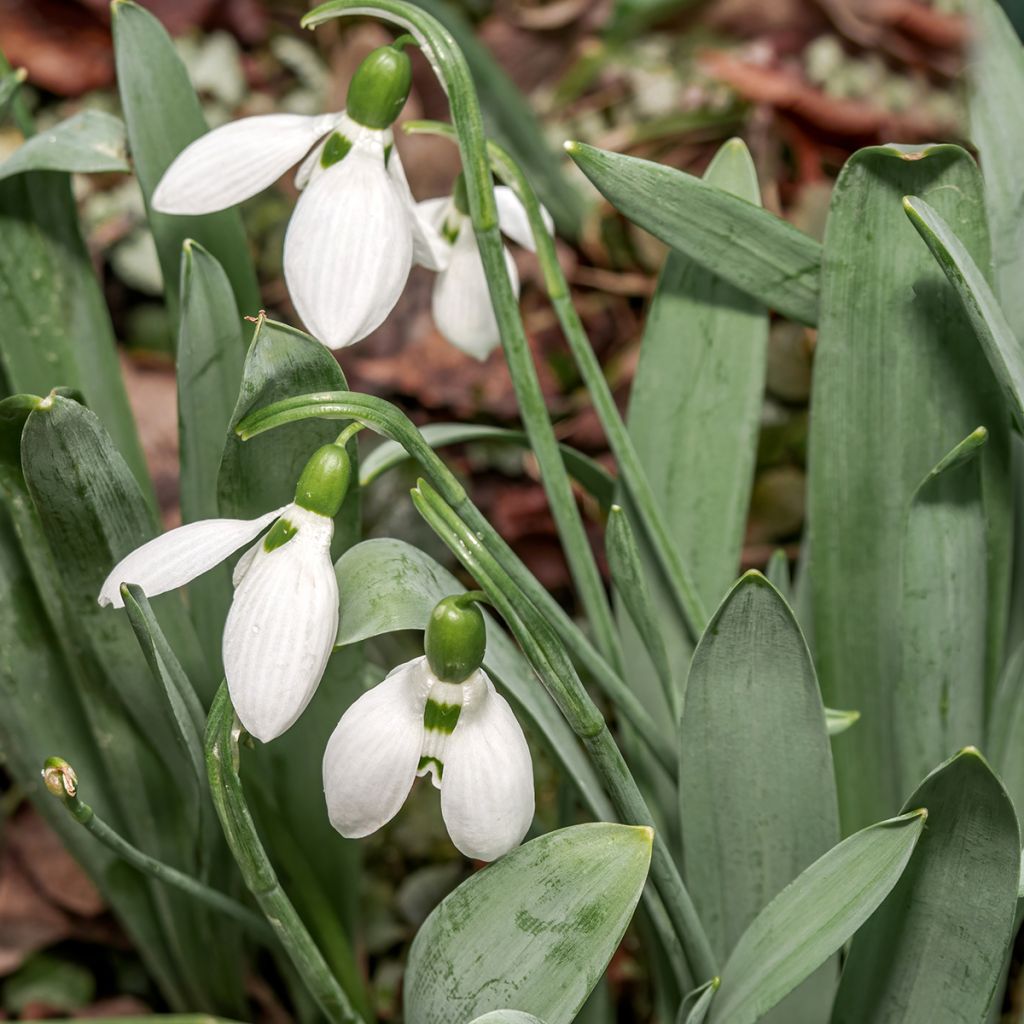 Perce-neige - Galanthus elwesii