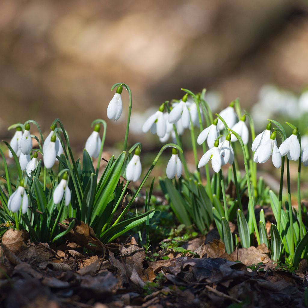 Perce-neige - Galanthus nivalis