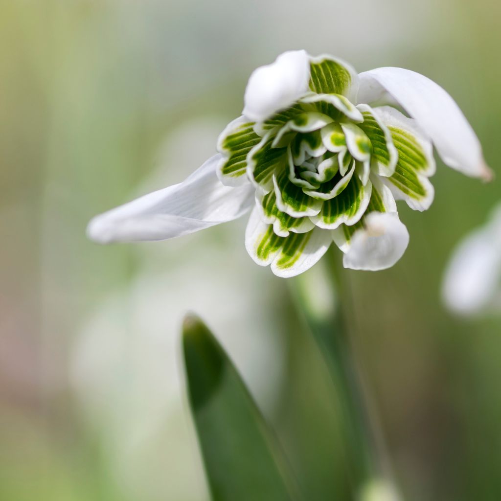 Perce-neige double - Galanthus nivalis Dionysus