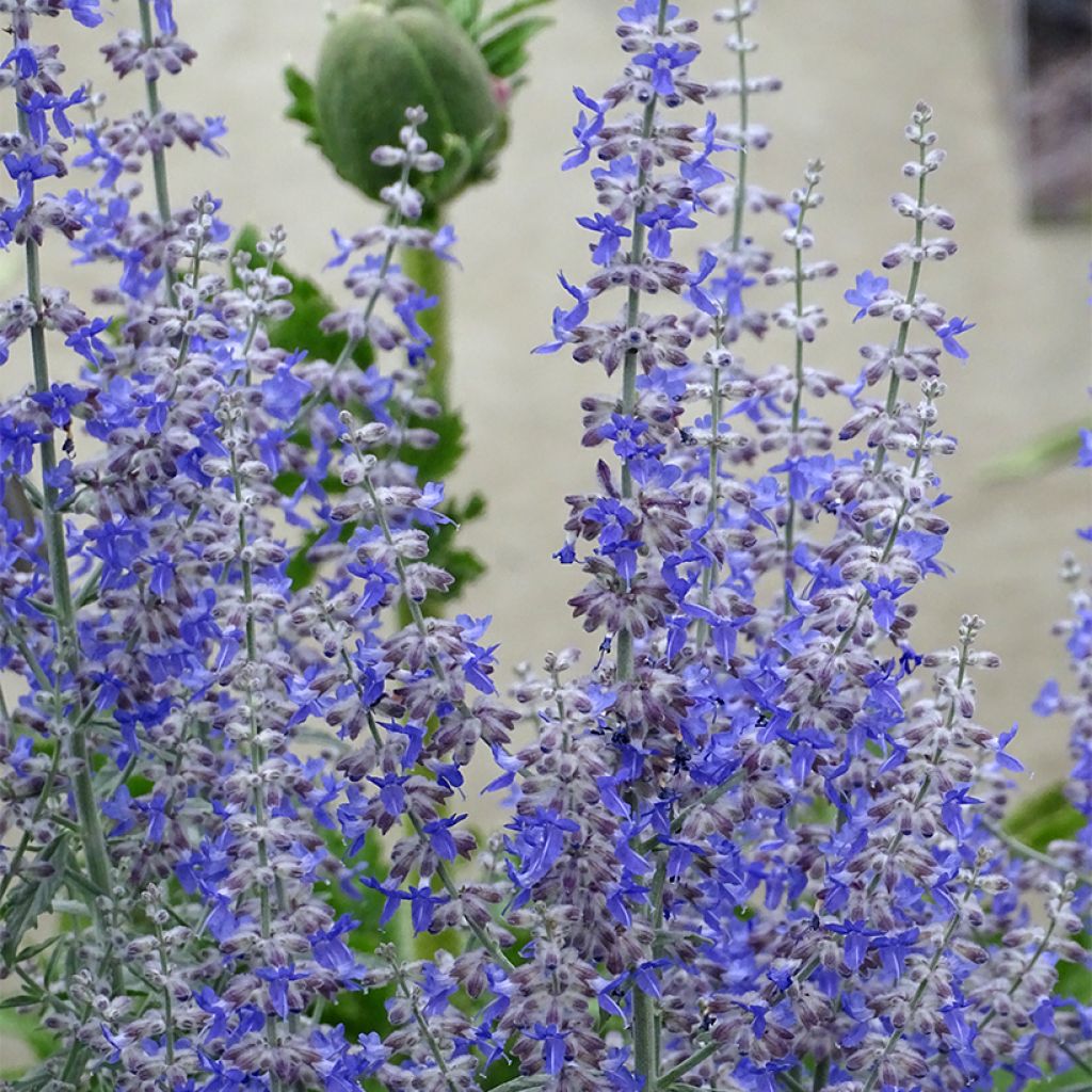 Perovskia atriplicifolia Prime time - Salvia russa