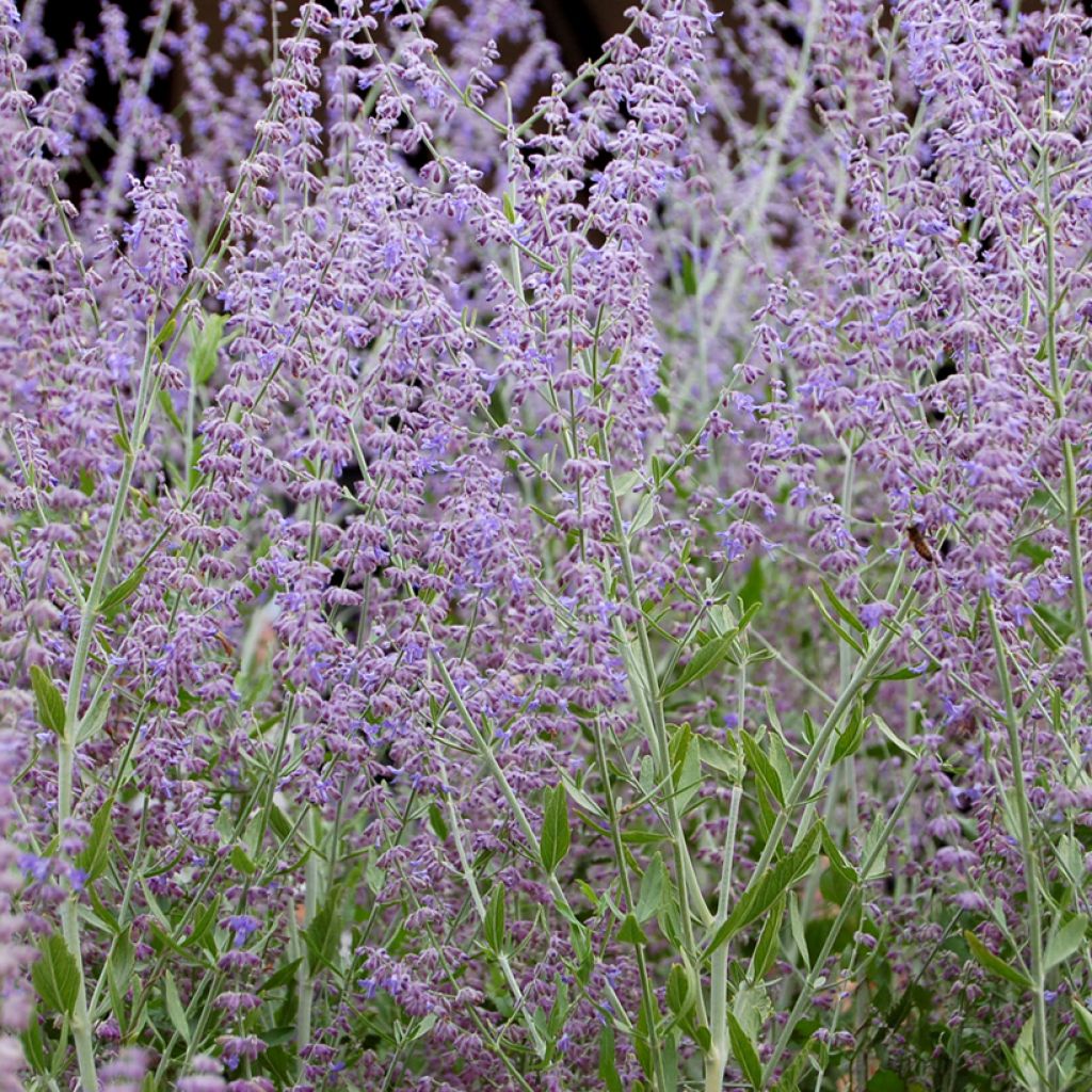 Perovskia atriplicifolia Silvery Blue - Salvia russa