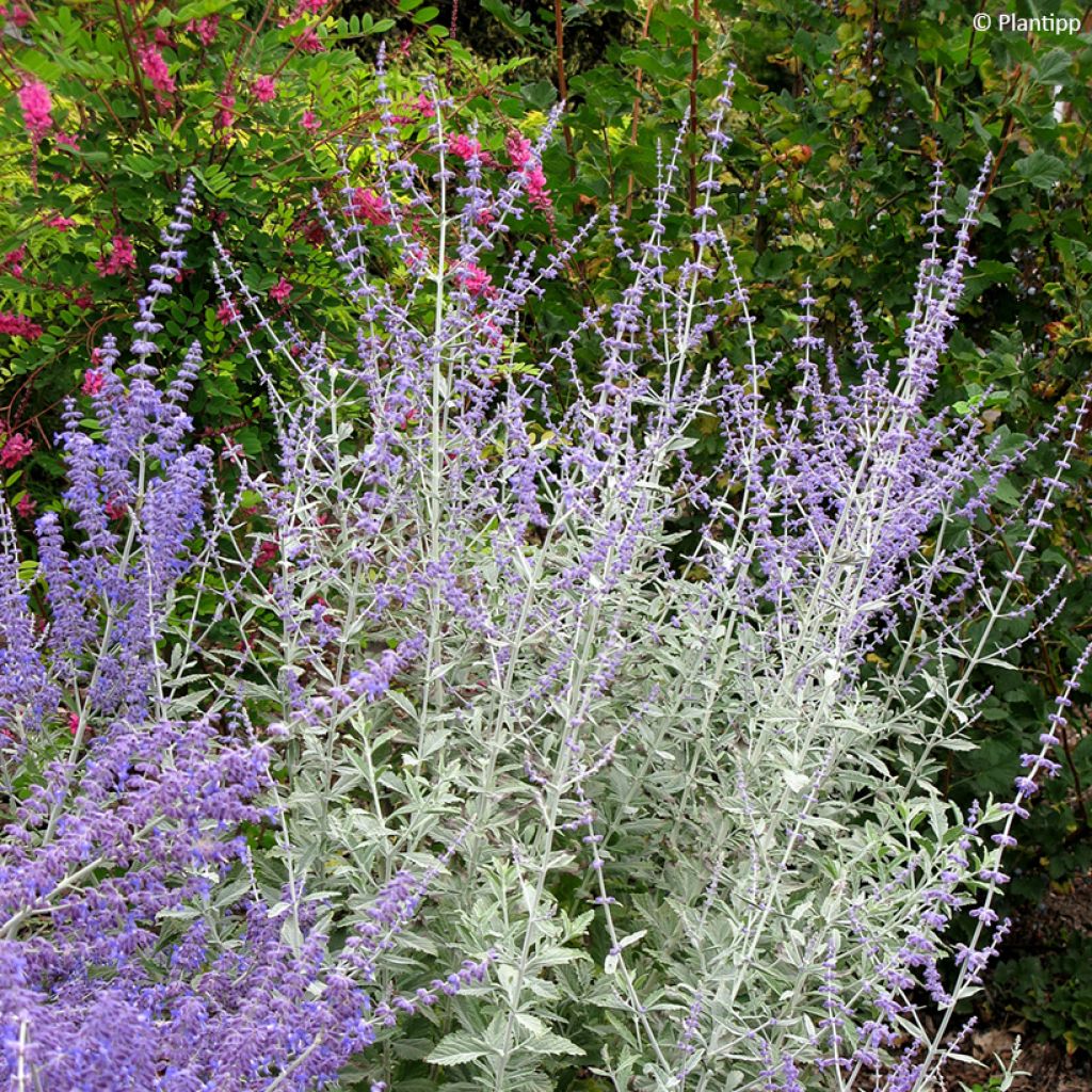 Perovskia atriplicifolia Silvery Blue - Salvia russa