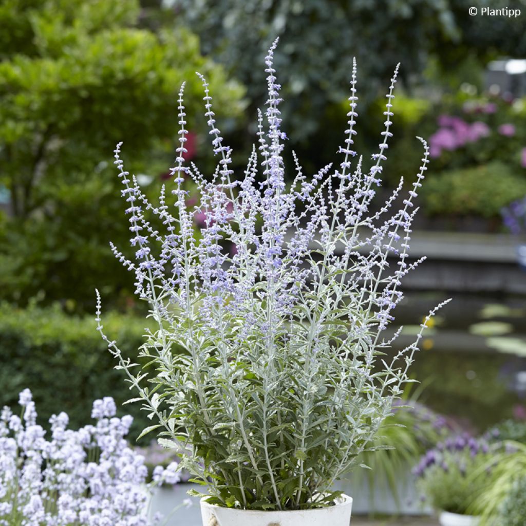 Perovskia atriplicifolia Silvery Blue - Salvia russa