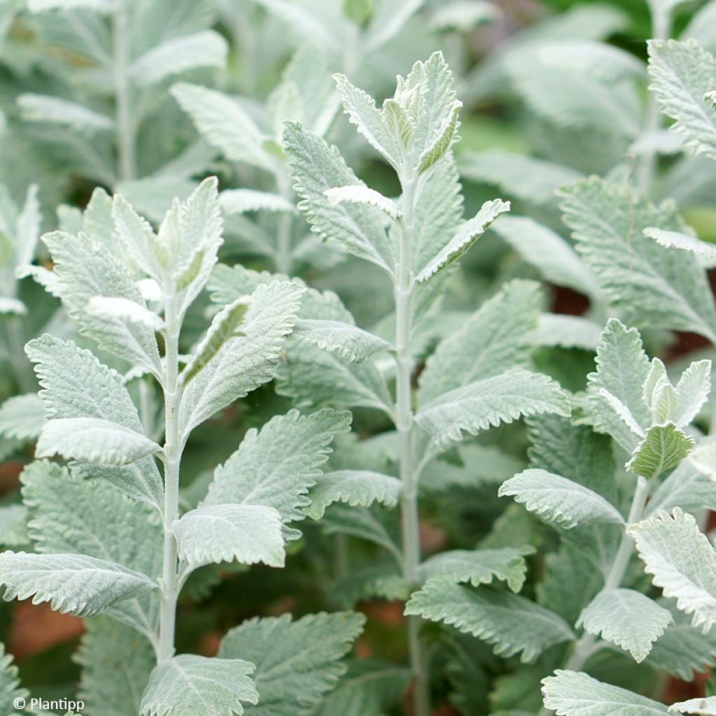 Perovskia atriplicifolia Silvery Blue - Salvia russa