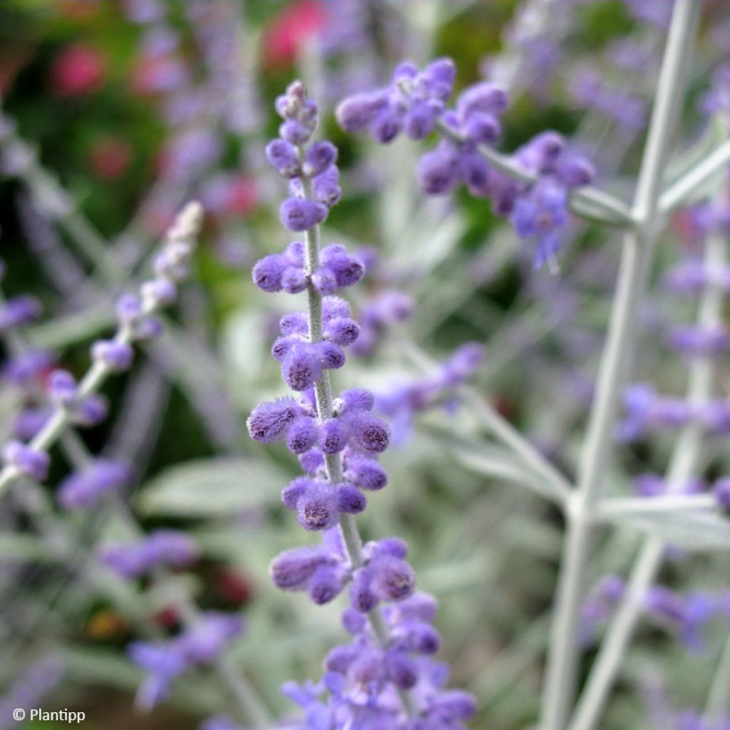 Perovskia atriplicifolia Silvery Blue - Salvia russa