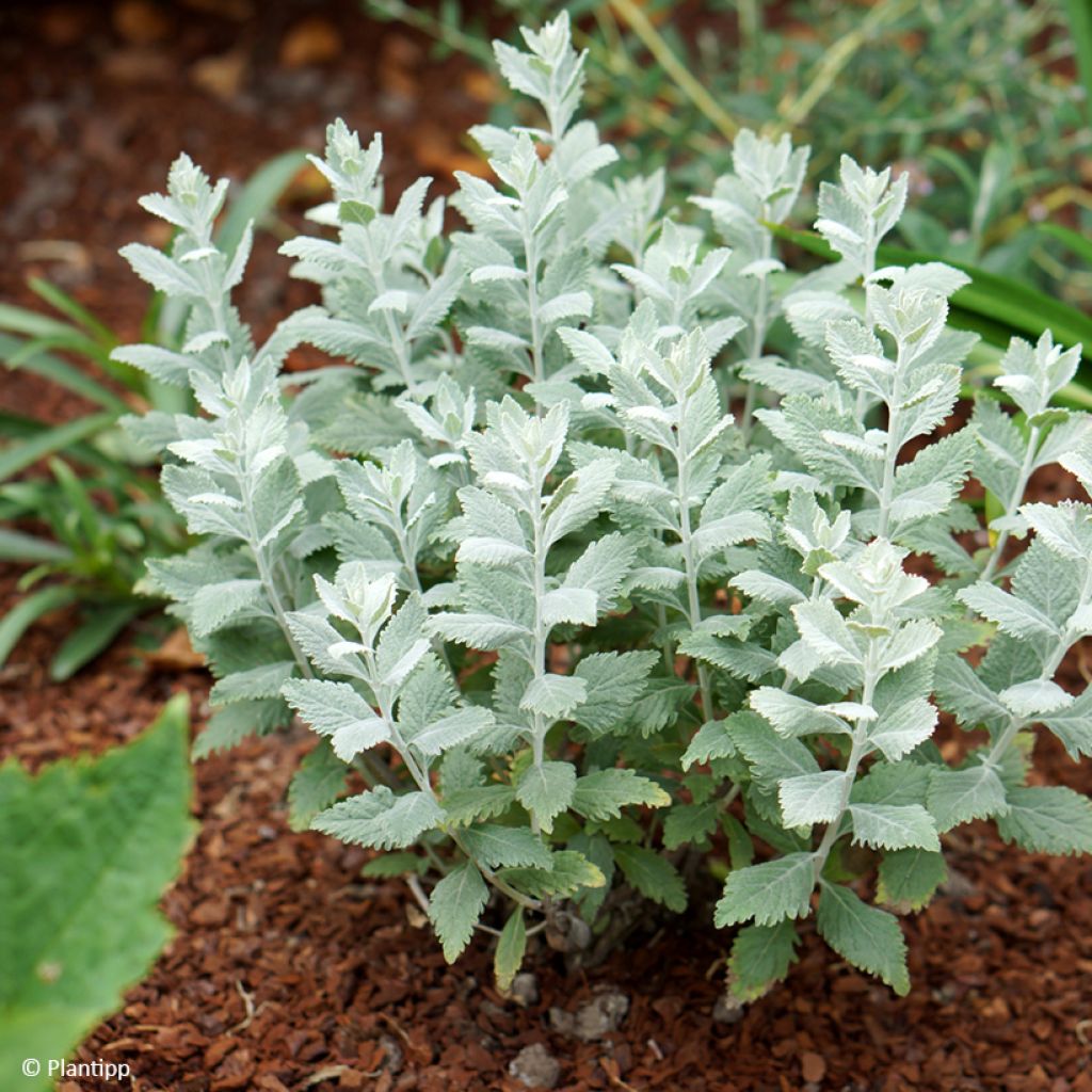 Perovskia atriplicifolia Silvery Blue - Salvia russa