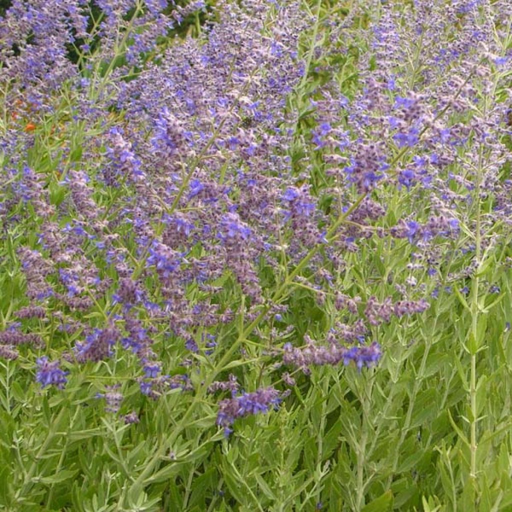 Perovskia atriplicifolia Little Spire - Salvia russa