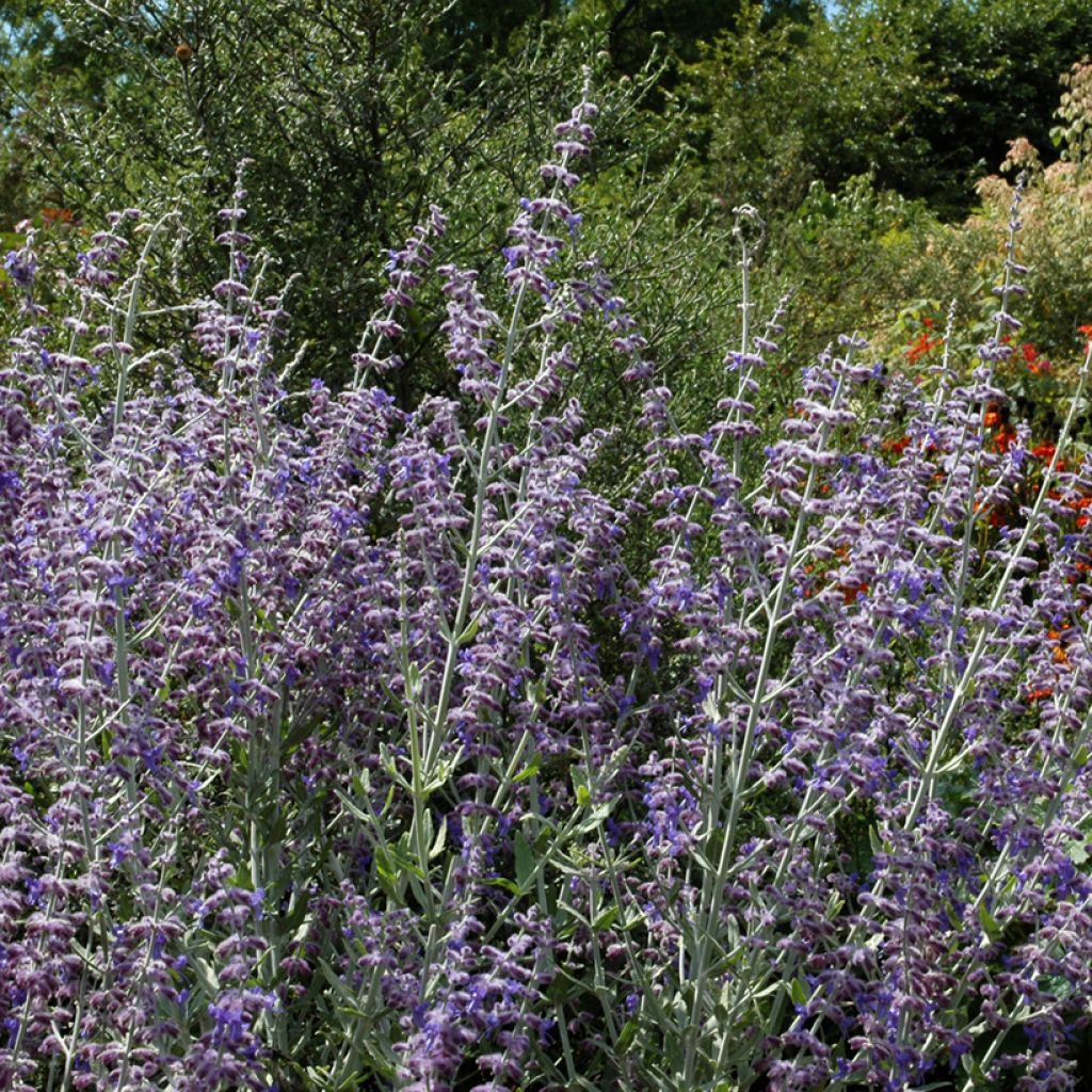 Perovskia atriplicifolia Little Spire - Salvia russa