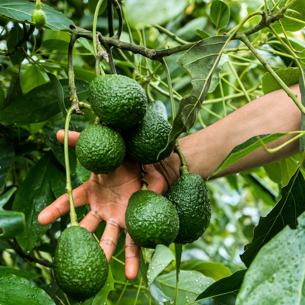 Persea americana Hass - Avocado