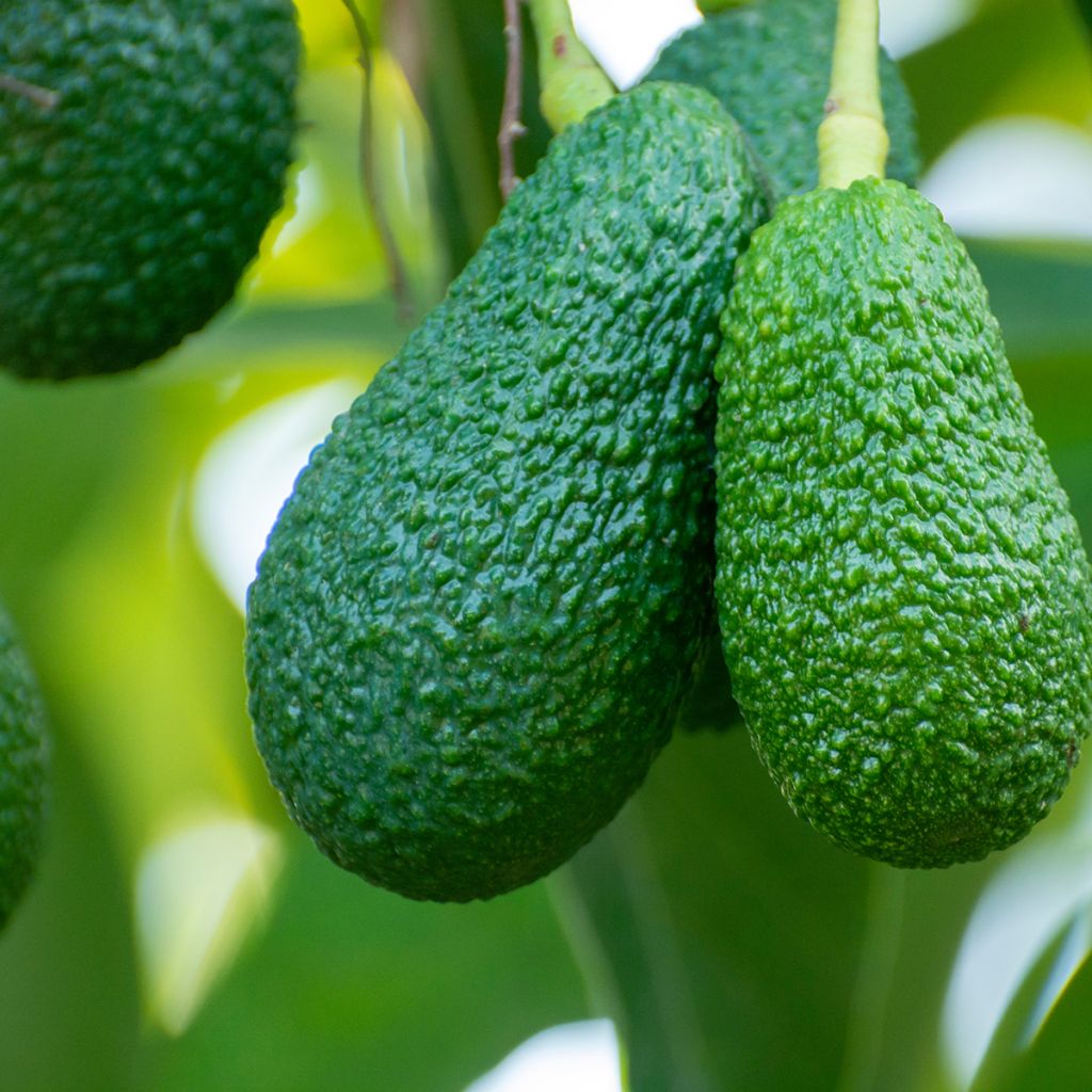 Persea americana Hass - Avocado