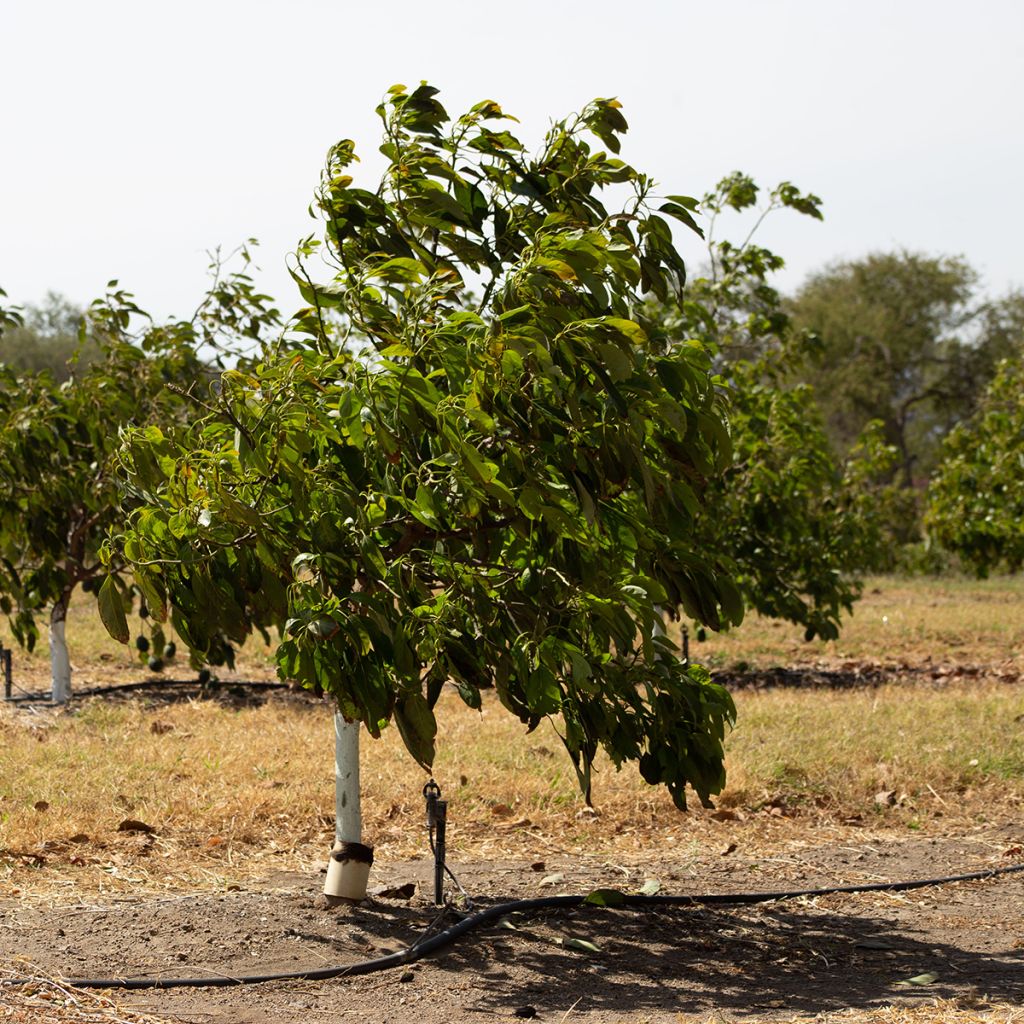 Persea americana Hass - Avocado