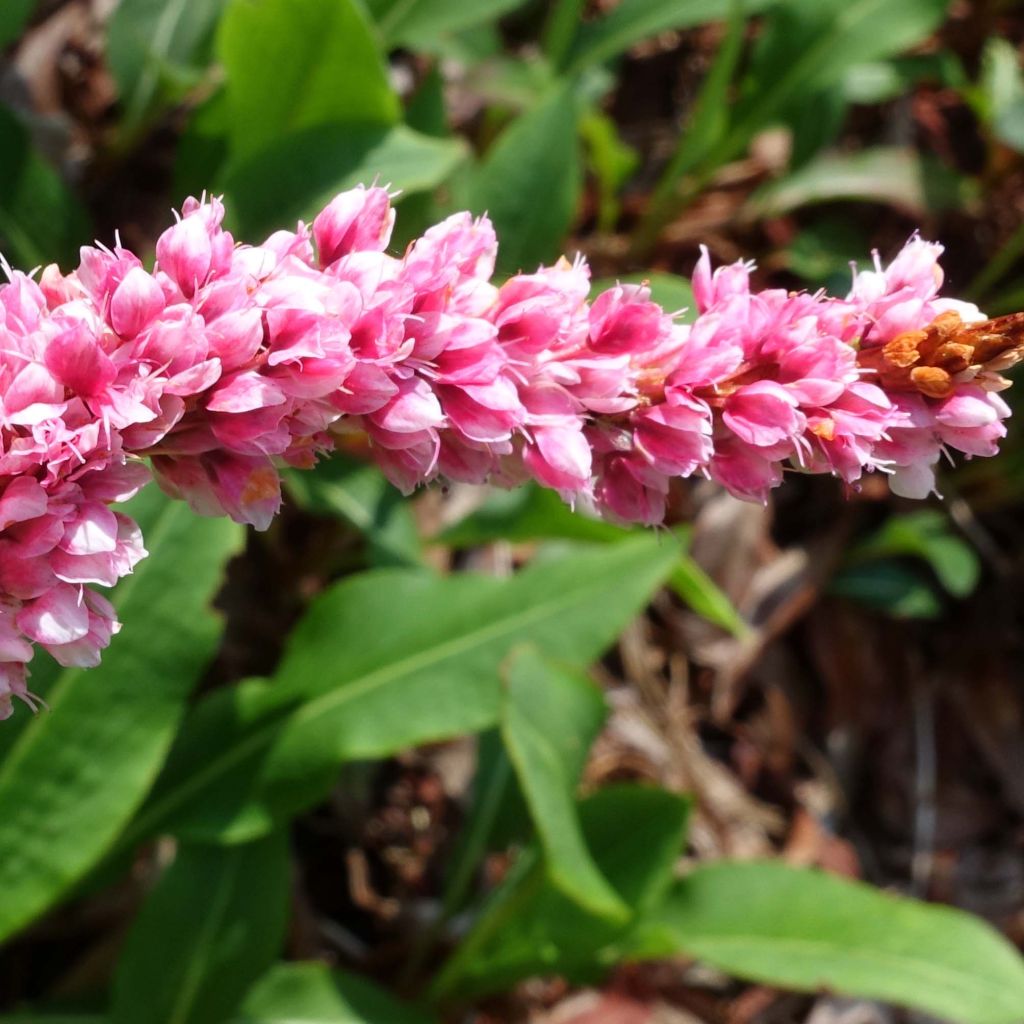 Persicaria affinis Superba