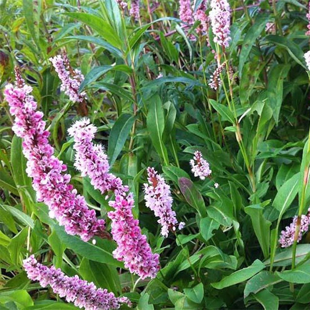 Persicaria affinis Superba