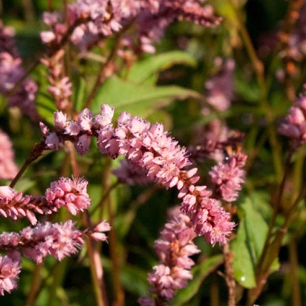 Persicaria amplexicaulis Pink Elephant