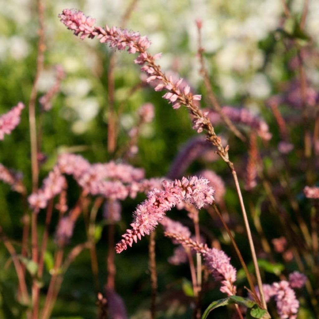 Persicaria amplexicaulis Pink Elephant